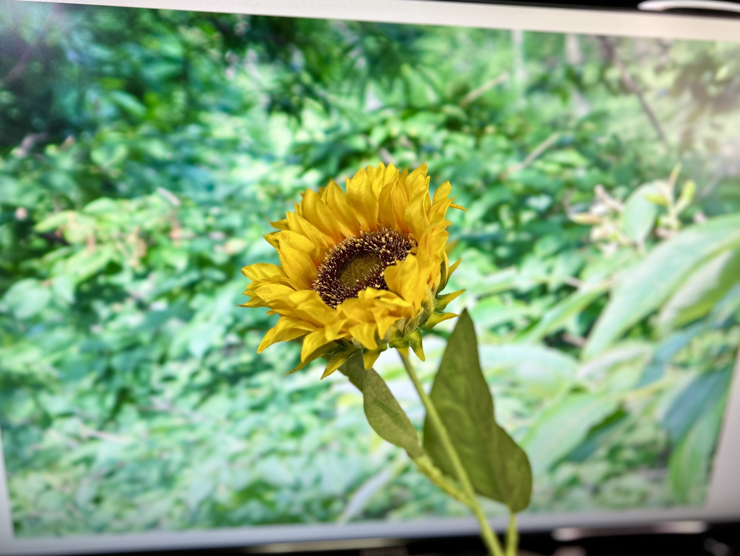 パソコンで表示した写真と造花のヒマワリ